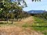 Lifestyle/Accommodation/Fruit