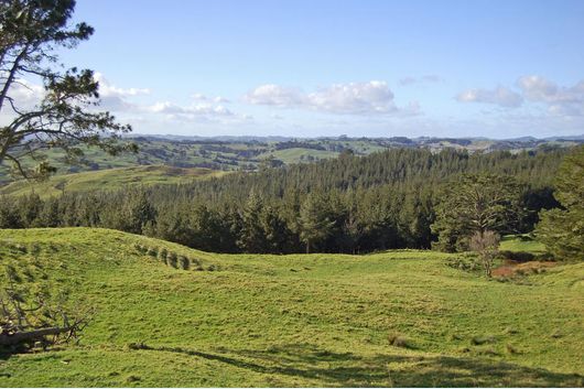 Wellsford Forestry