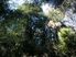 LARGE BUSH BLOCK