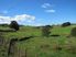 TOTARA VALLEY SURPRISE