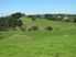 TOTARA VALLEY SURPRISE