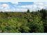 Not Just an Orchard