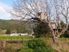 Kiwi's in the Yard........HL2035
