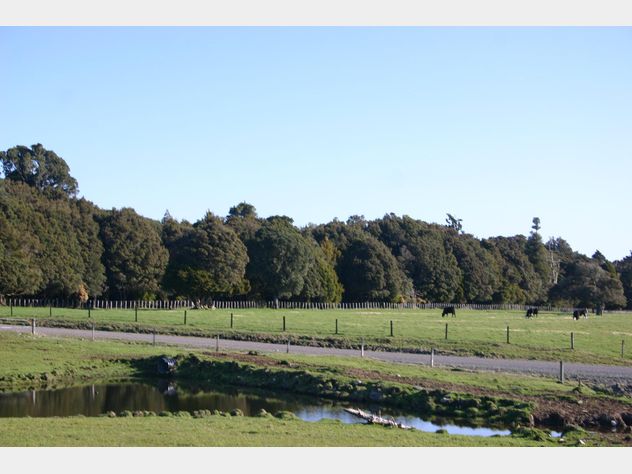 Dating auction website-in-Mount Ruapehu