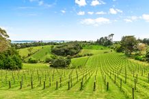 Stop dreaming of owning a vineyard
