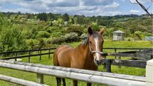 Lifestyle home - a beautiful country estate!