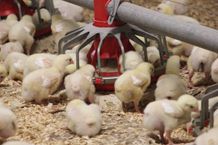 Meat Chicken Farm - High Profile Investment wi...